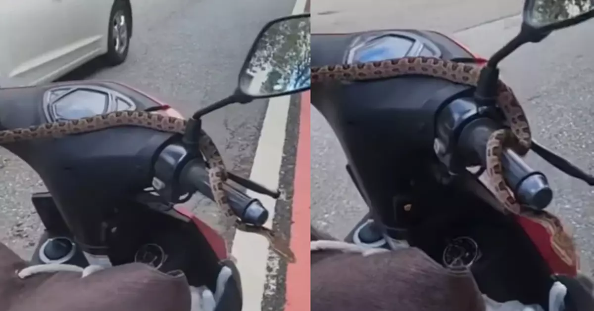 騎車途經樹蔭突覺手臂痕 台騎士低頭驚見蛇隻盤踞車頭嚇窒