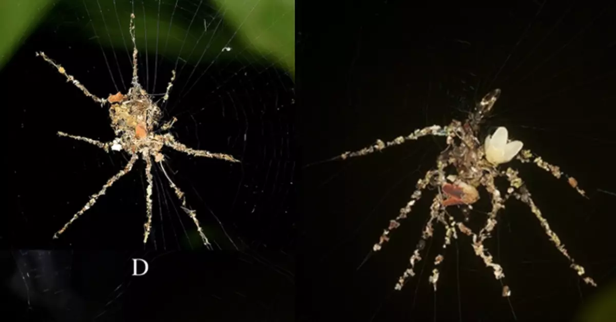 蜘蛛界「稻草人」！研究揭蜘蛛識造「巨型八腳替身」嚇阻掠食者
