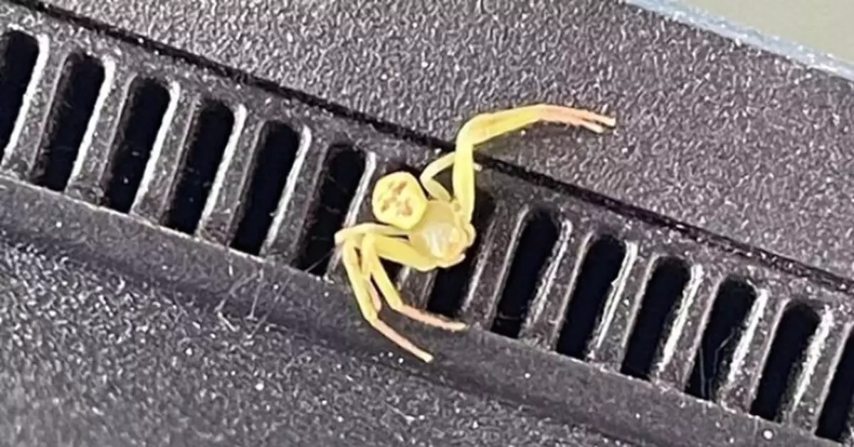 泰國現詭異「人面蜘蛛」 淡黃腹部現清晰五官 昆蟲學專家揭真身係……