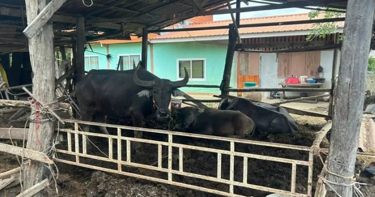 每日與水牛玩耍感情深厚 泰國7歲童突被拋出圍欄受傷 祖父指或因肚餓所致