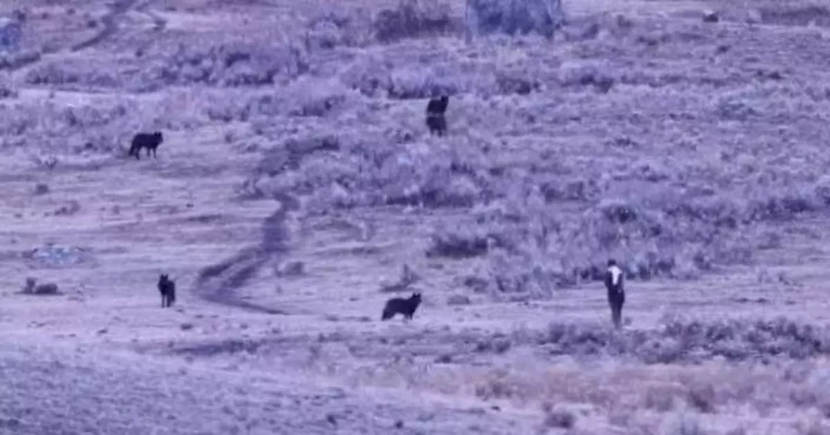 遊美黃石國家公園 男子唔要命挑釁5野生黑狼遭包圍結局曝光