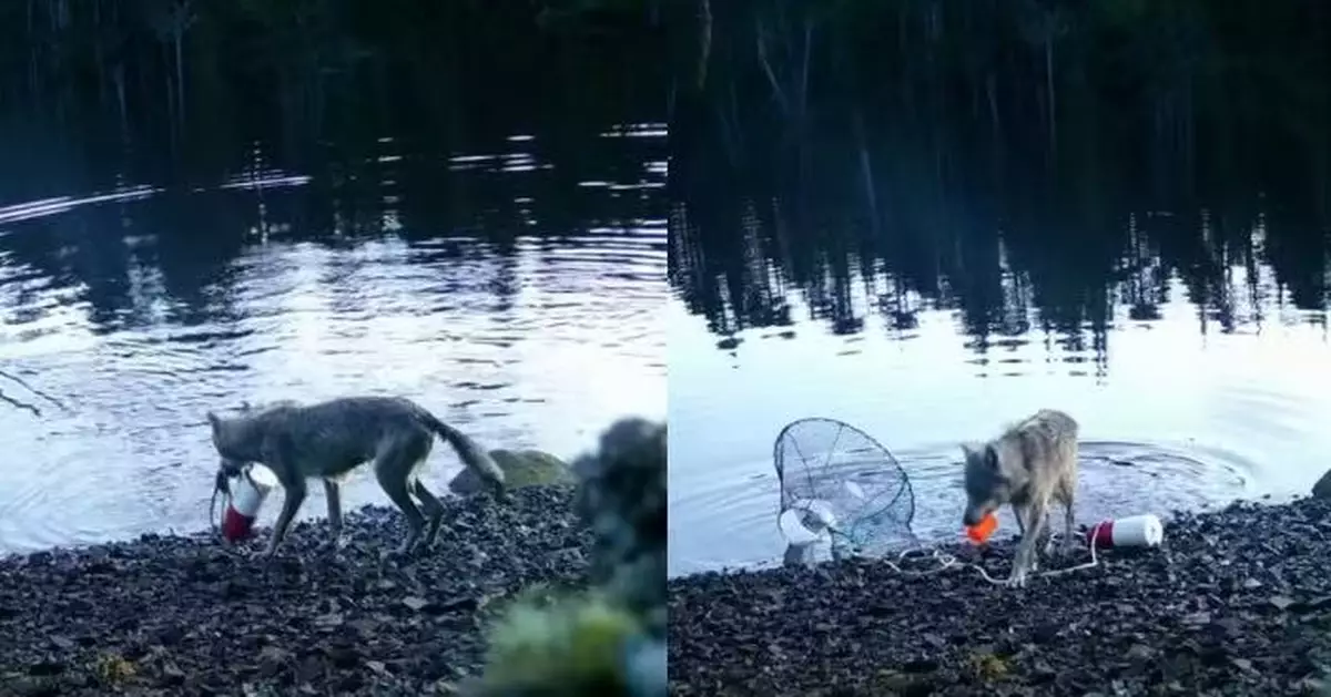 加國野狼水中咬拖蟹籠上岸取食 疑識用「工具」行為震驚科學界