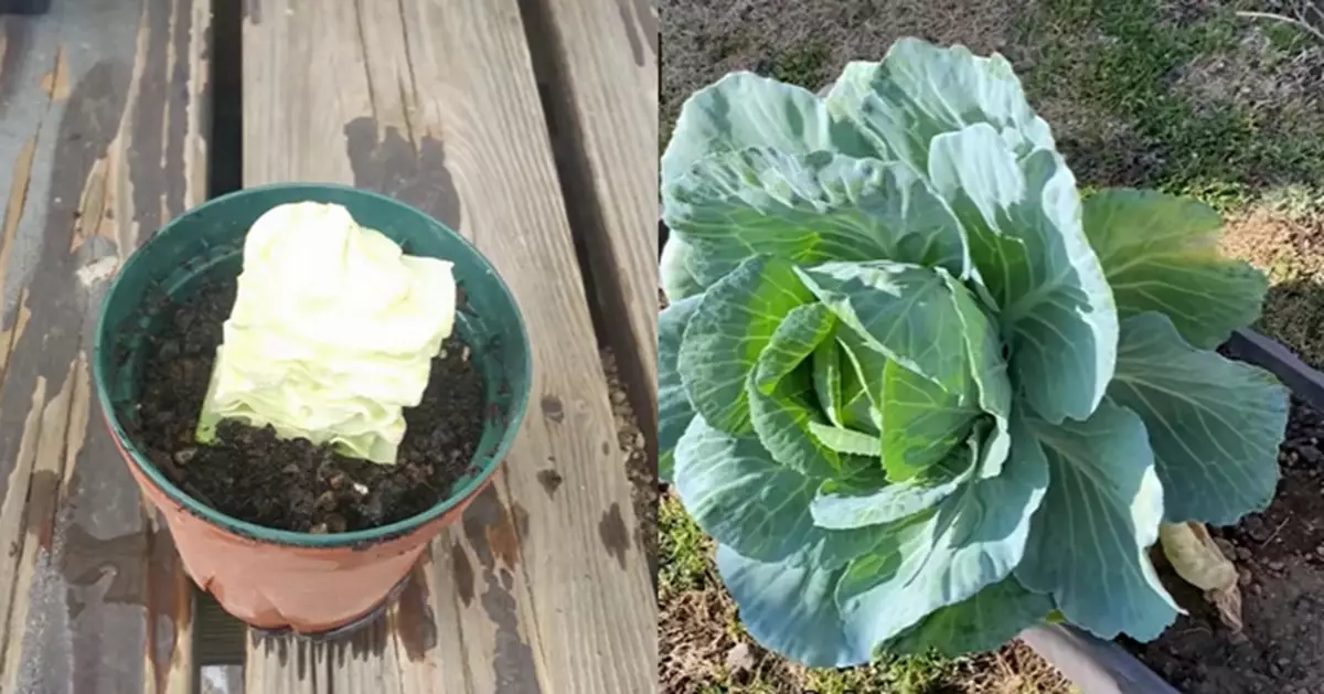 日人嘗試再生栽培實驗 半顆椰菜心可種出完整蔬菜