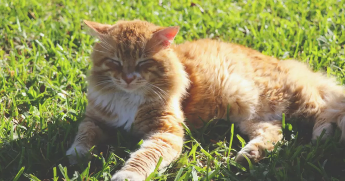 貓過界都要罰？法國喵星人翻牆闖禍 主人慘遭罰過萬蚊