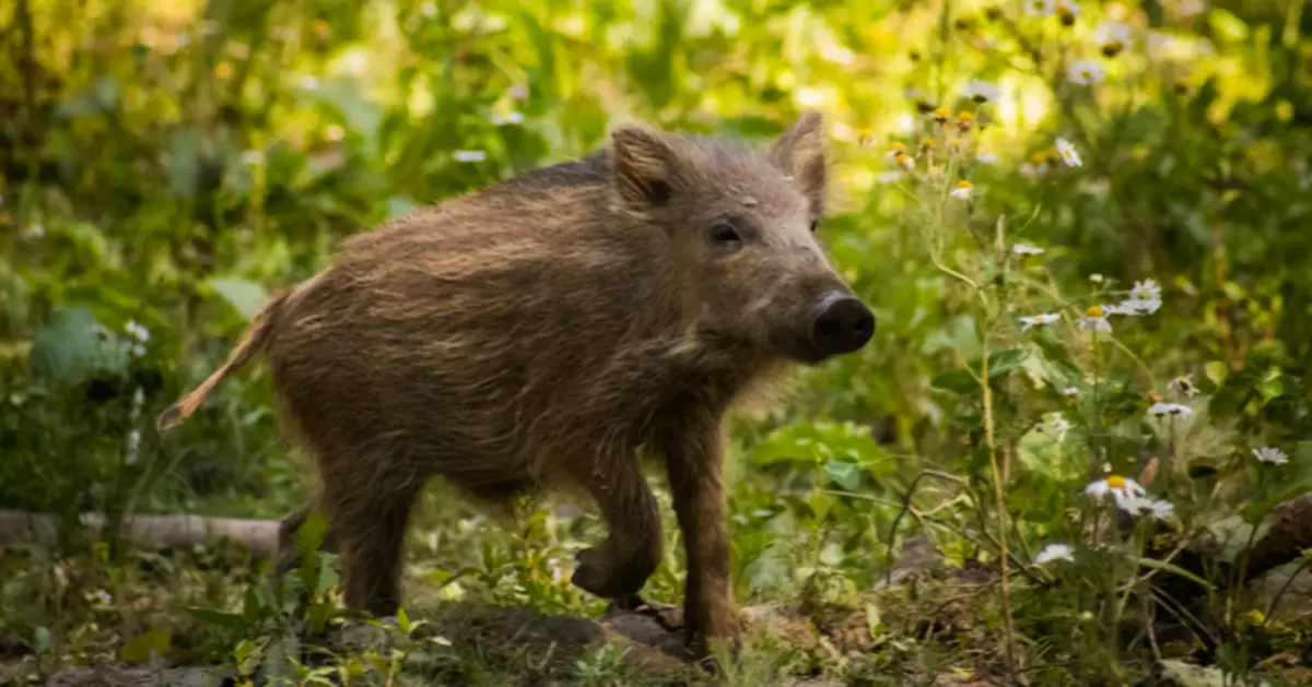 巴黎近郊淪陷！野豬橫掃花園高球場 居民哭訴：家園慘變「戰場」