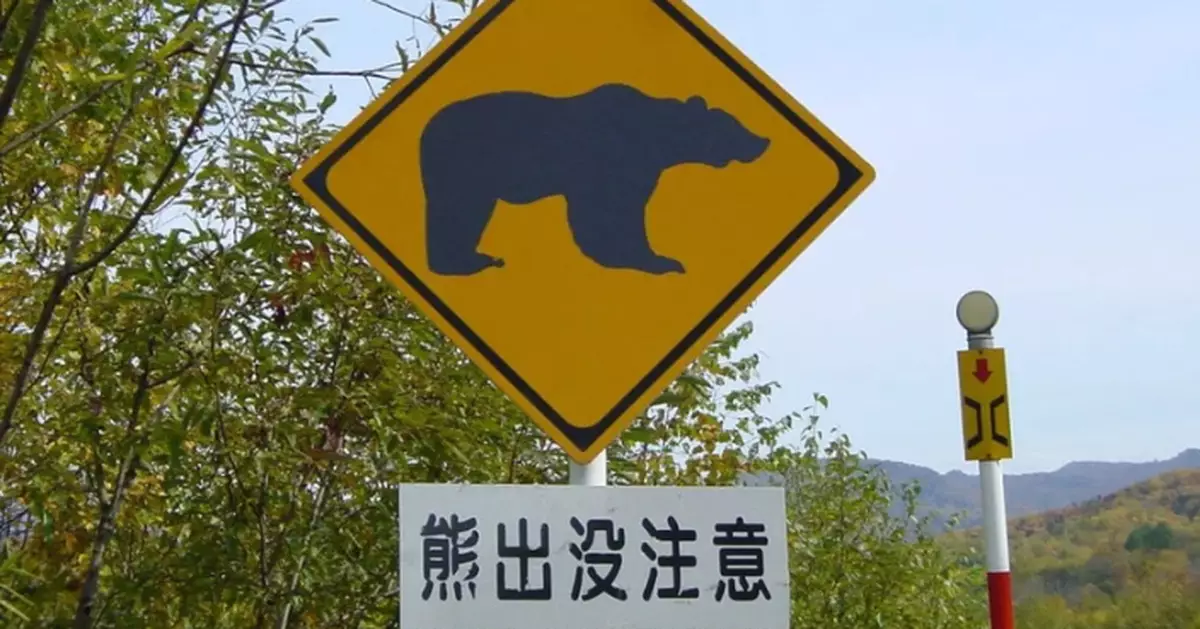 日本熊害擴及市區！NHK急教自駕族保命守則：遇熊「別做這件事」