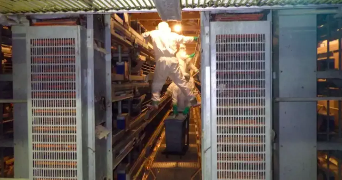 日本新潟農場爆發禽流感 屬H5亞型當局撲殺63萬雞