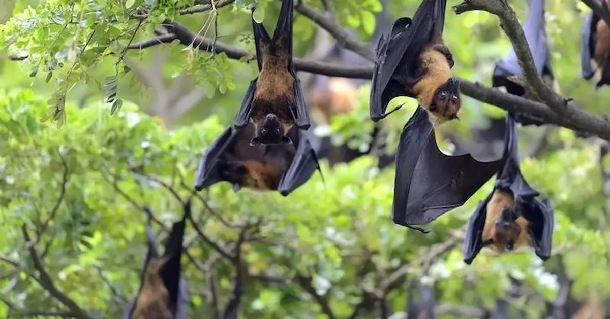 巴西蝙蝠現「新型冠狀病毒」與COVID-19相似 專家：有助了解新冠在自然界演化