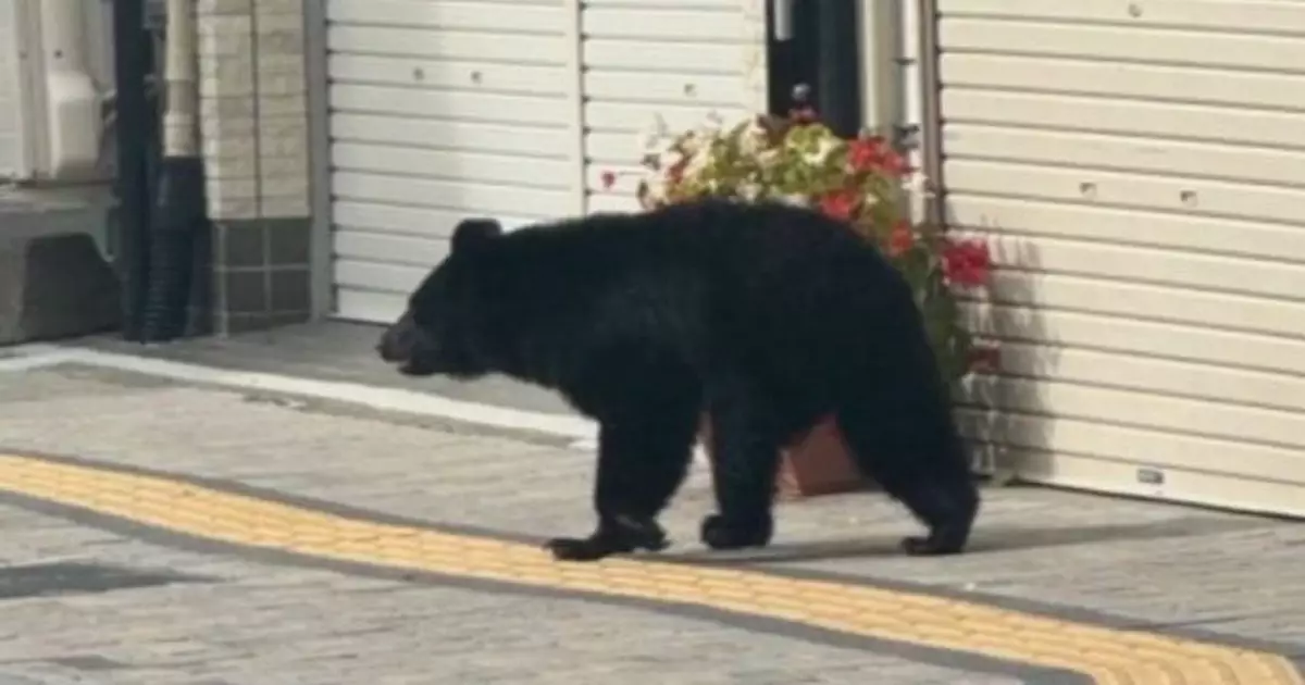 日本青森秋田兩縣一日內4人遭熊襲擊受傷