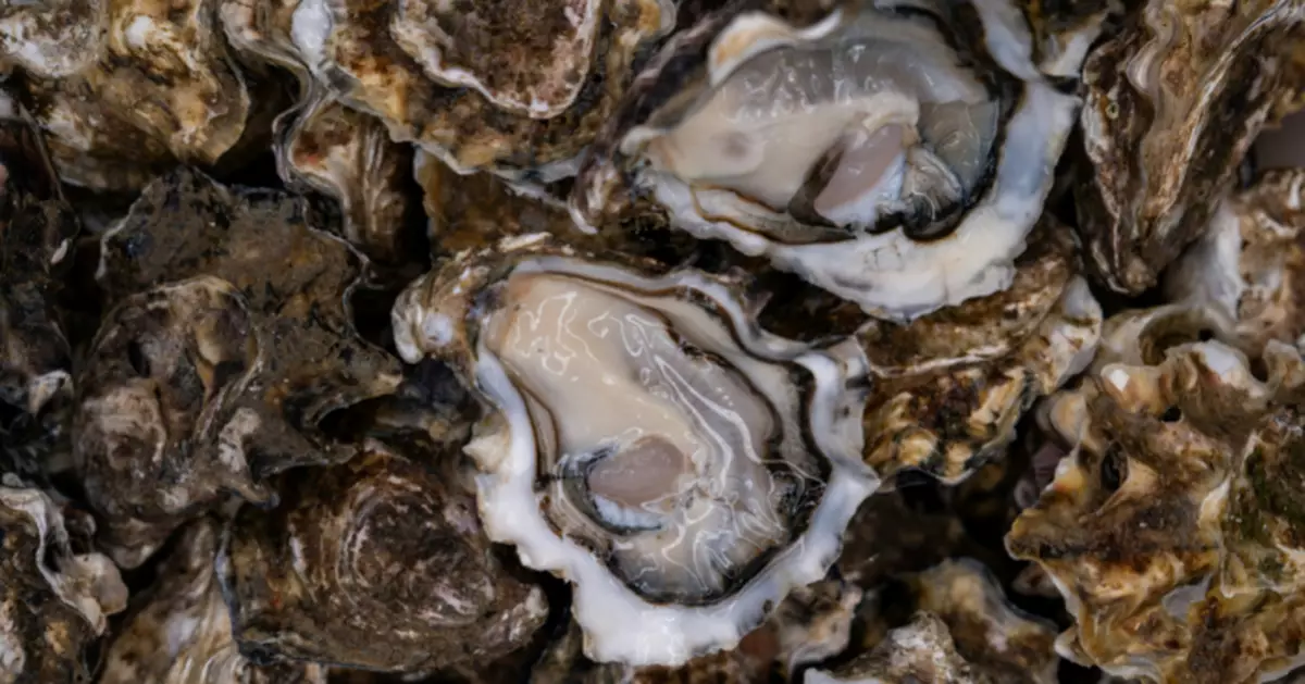 暖化惹禍？日本廣島美食危機 東廣島市「9成養殖生蠔死亡」