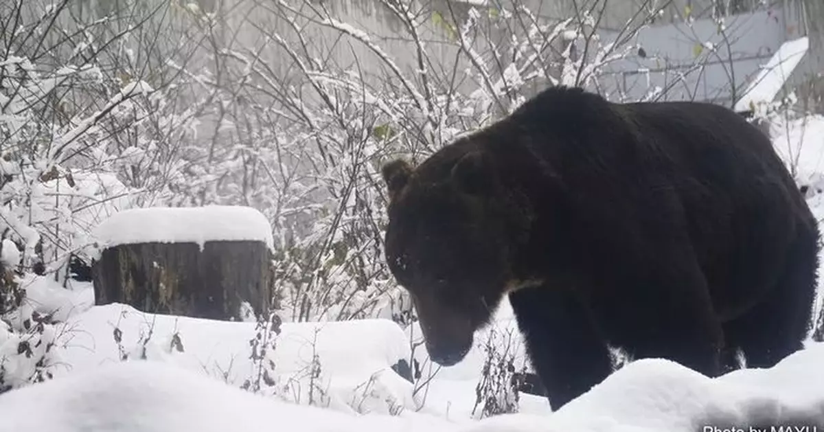 日本圓山動物園設置誘捕籠 一連日闖園棕熊相信已被捕殺