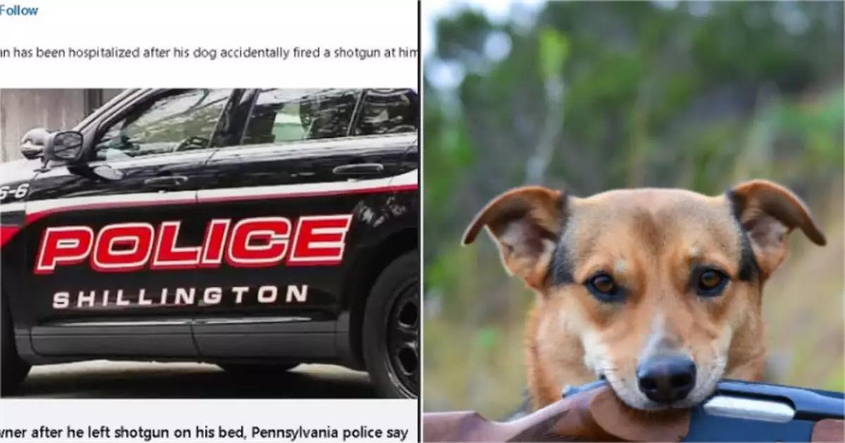 狗跳上床踩中霰彈槍　賓州男子深夜遭擊中背部