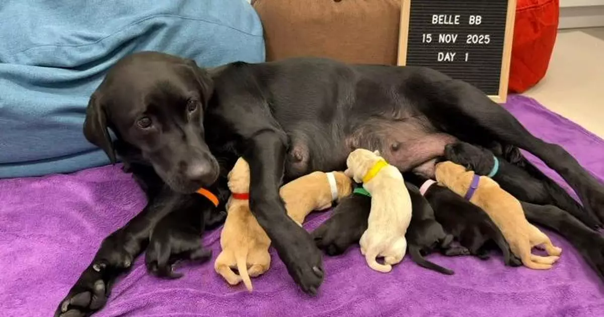9隻海關搜查犬BB誕生   父母皆為搜查犬盼繼承衣砵