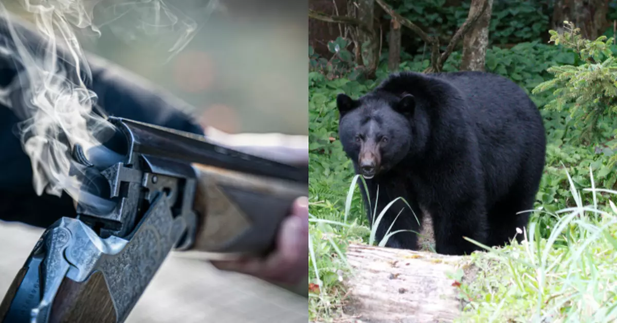 日本熊今年恐不冬眠！獵人捕獲驚：牠完全沒脂肪