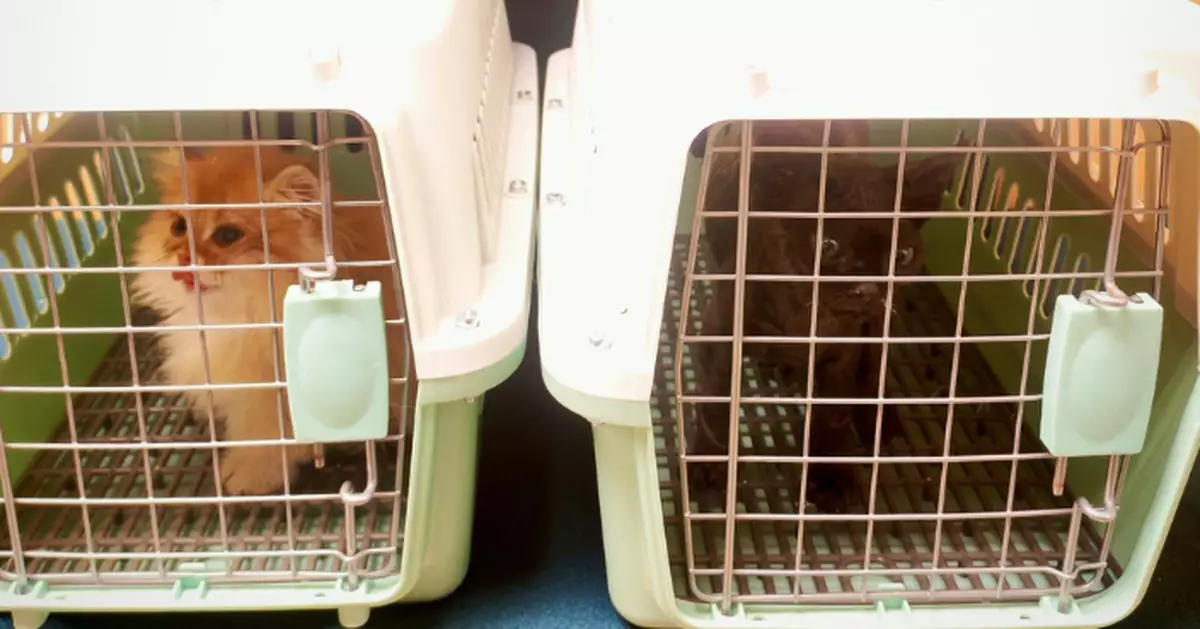 海關羅湖管制站檢兩懷疑非法進口幼貓 61歲男旅客被捕