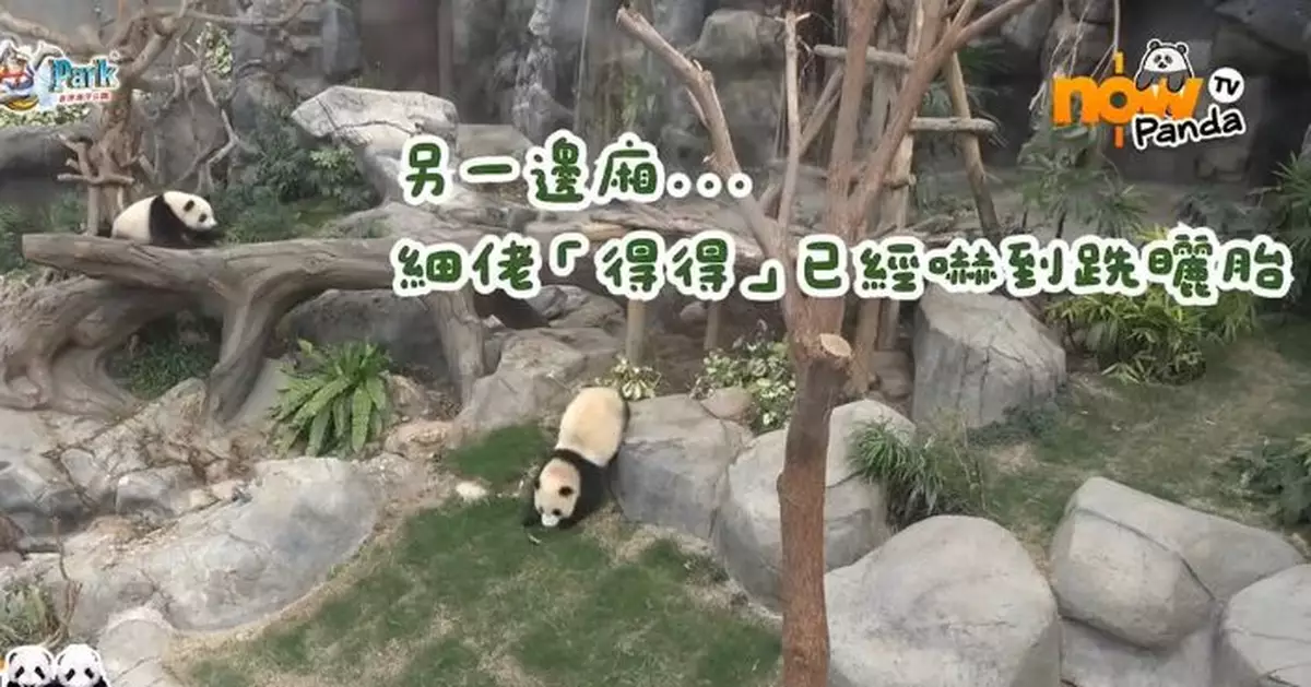 瀑布失驚無神開水嚇死熊貓寶寶 家姐細佬九秒九飄移奔逃極罕畫面曝光