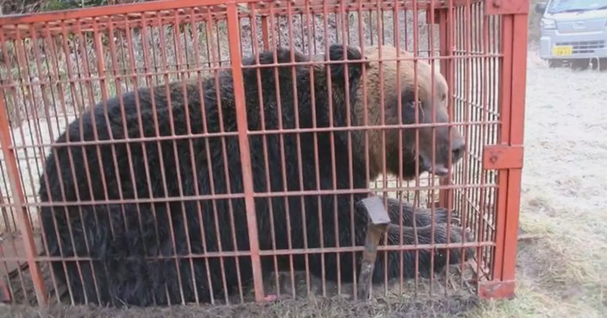 重380公斤棕熊於北海道苫前町被捕獲 札幌召開棕熊對策會議