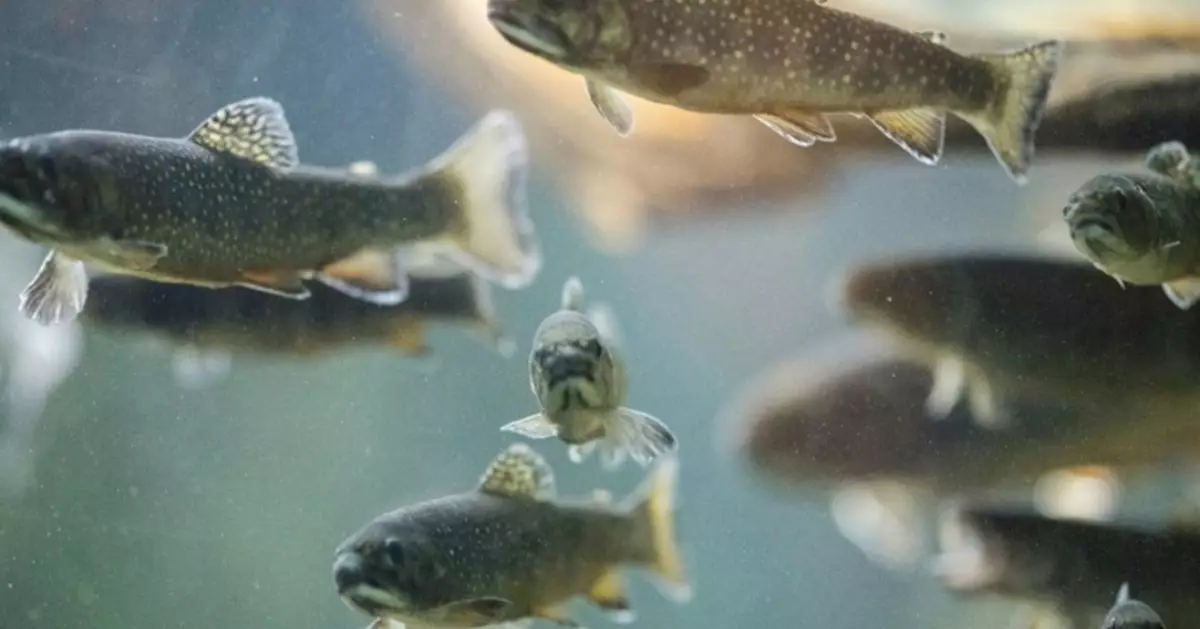 七億英鎊救百餘條魚？英核電廠天價環保措施惹議