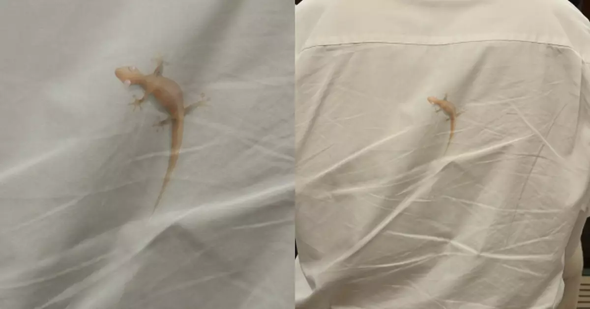 港鐵男乘客襯衫上有「一昆蟲」嚇窒途人 港女欲衝前提醒驚覺其實是⋯⋯