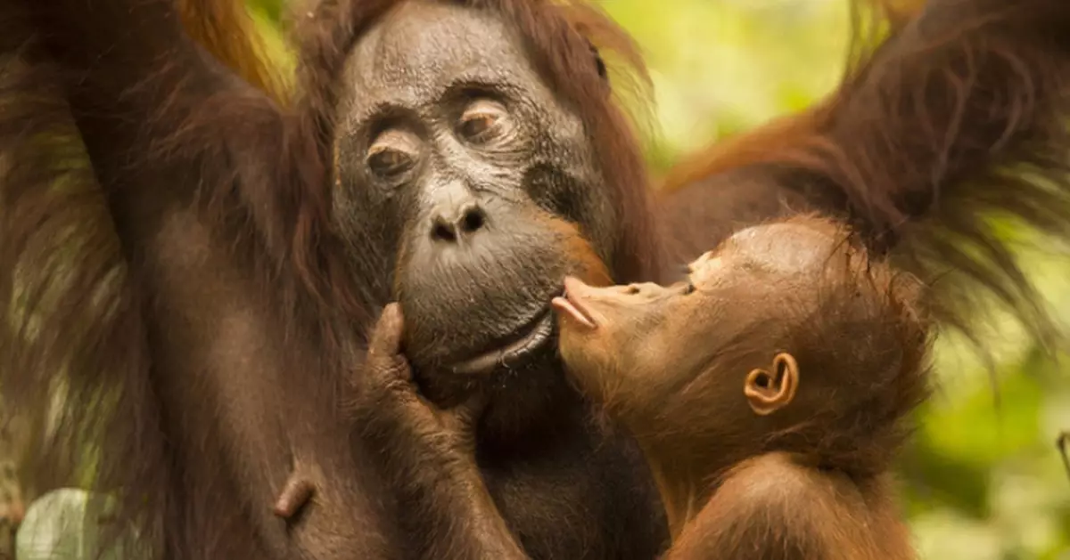 親吻行為源自2150萬年前？人類與黑猩猩共同祖先早已為之