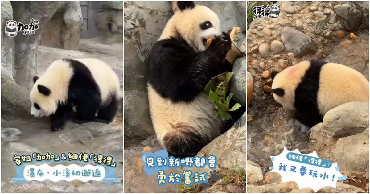 大熊貓龍鳳胎瀑布小溪初體驗 加加得得：我哋自己都識探險