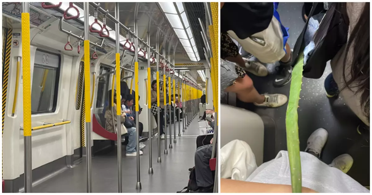 港女隨身袋藏帶刺蘆薈坐港鐵　乘客爆笑呻：條嘢頂到我