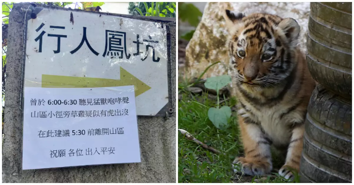 日本熊出沒香港都有「虎患」？北區傳猛獸咆哮聲行山者留「疑似有虎出沒」告示