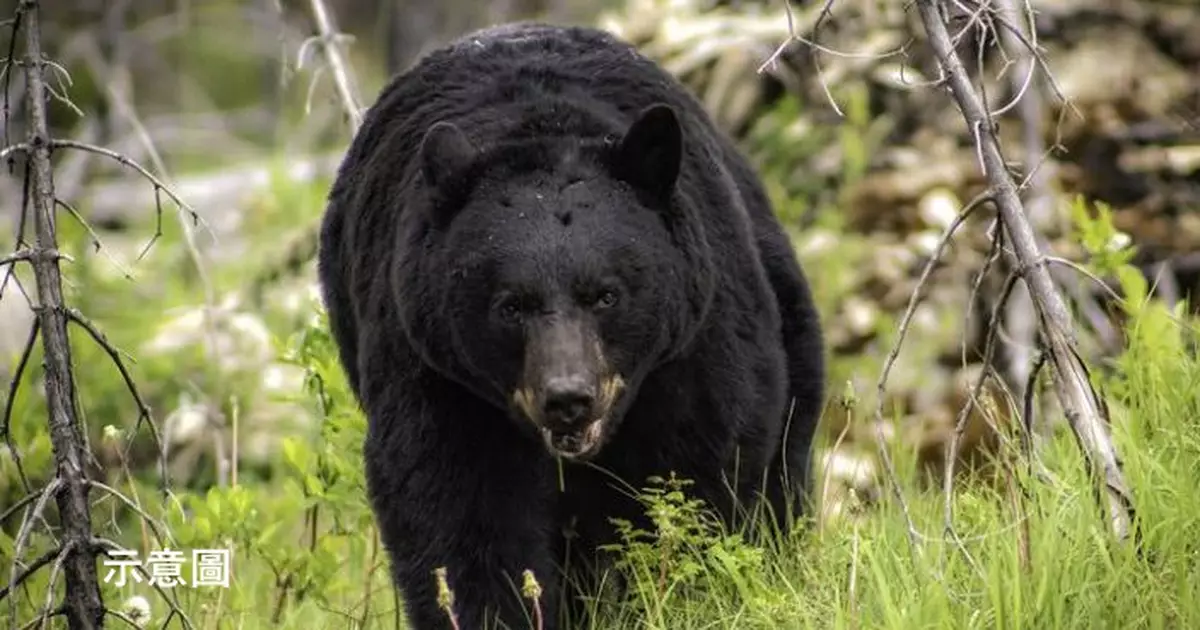 森林採草失蹤遭熊襲 印度婦滿身血跡被尋獲臉部重傷毀容