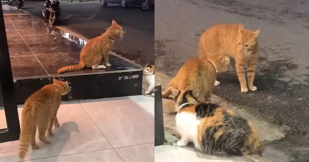 有片！三花貓「認錯老公」當小三被正印捉到？渣男橘貓瞬間呆住