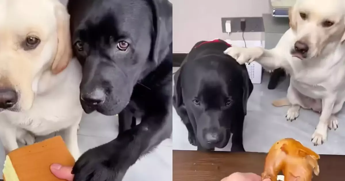 飼主故意偏心先放飯 善良白狗仔竟攔住示意：先給小黑吃才公平！