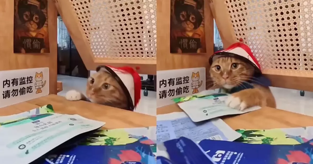 有片！主人設局抓偷吃犯！「慣犯」橘貓偷食見監控當場「靜止」石化 