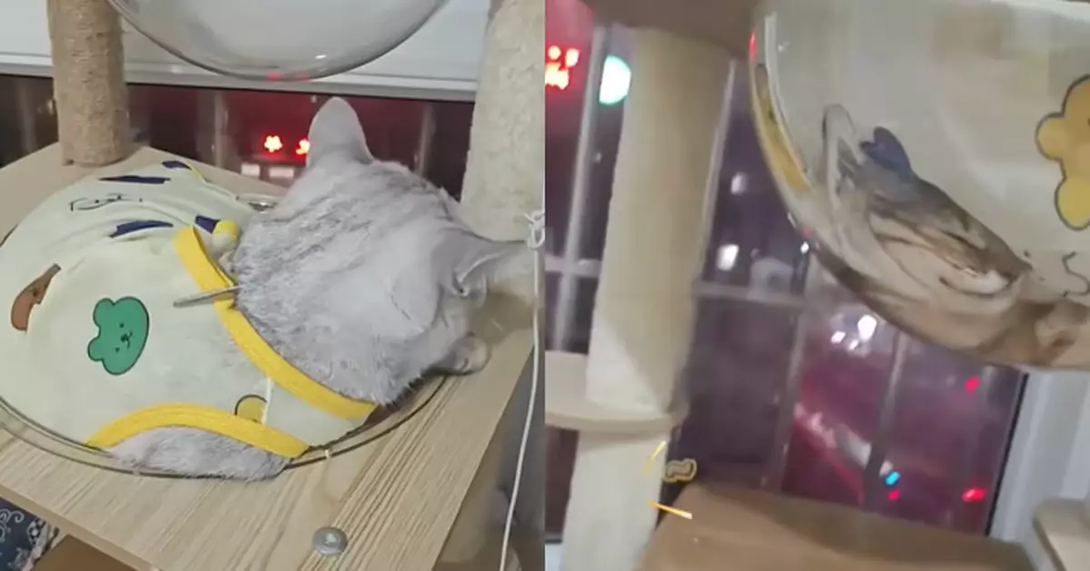 有片！家養2貓唔見咗虎斑 飼主見肥銀漸層躺貓窩驚見身下坐著「牠」