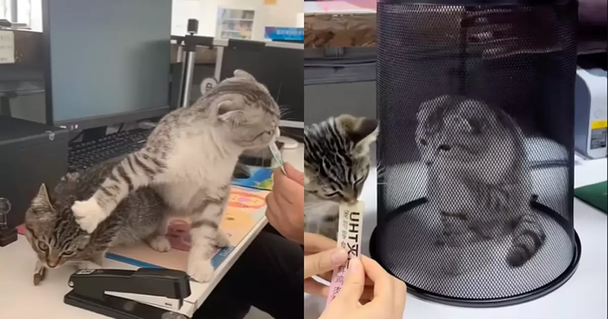 搶食大戰！英短貓獨佔肉泥 手口並用趕走虎斑貓 飼主1招懲罰