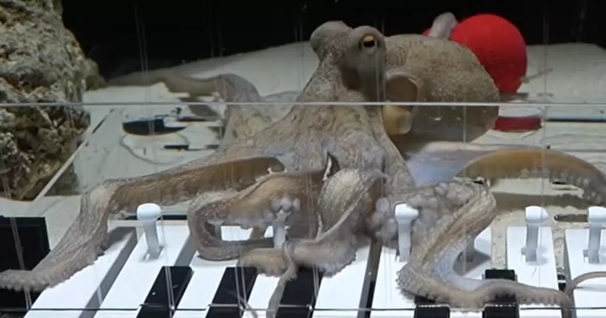 有片！瑞典音樂家教識八爪魚彈鋼琴 六個月竟能合奏 創意教學引關注