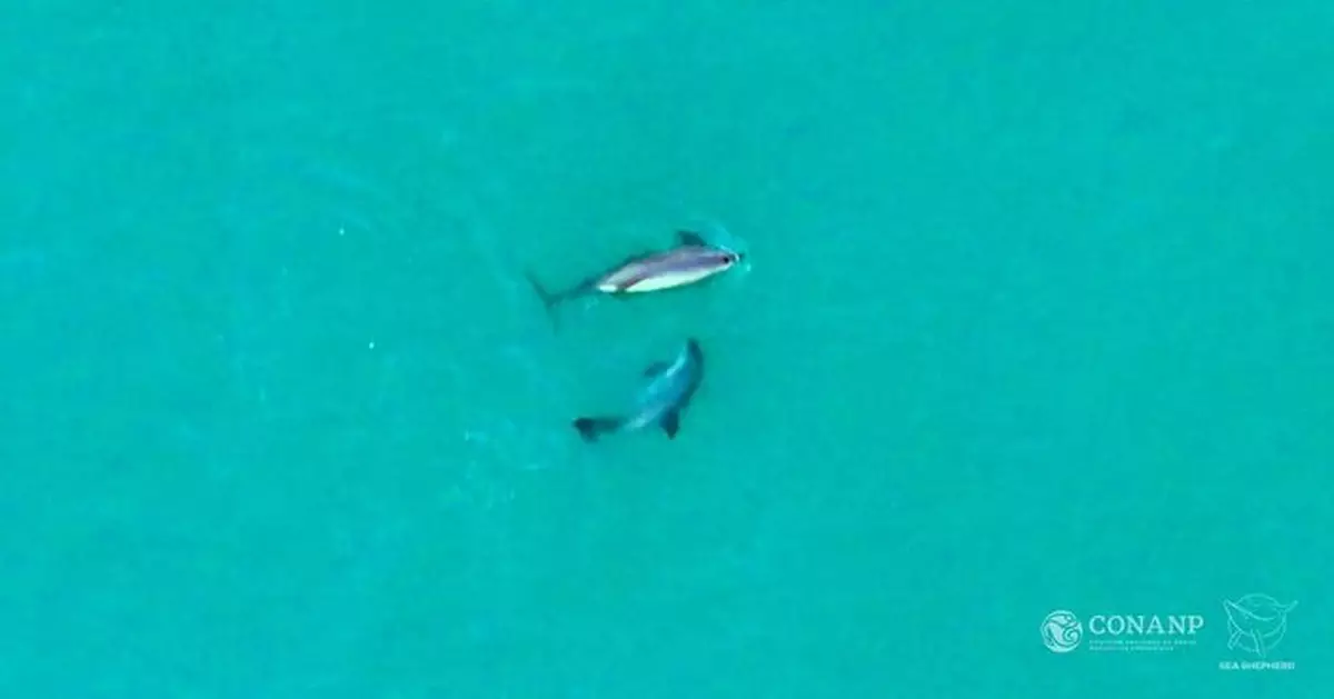 小頭鼠海豚初生幼豚現身墨西哥海域 曾瀕臨滅絕今再現生機