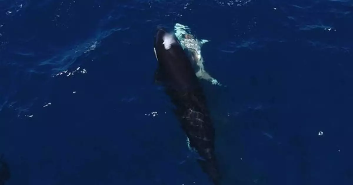 虎鯨獵殺大白鯊頻率超預期 研究直擊：先翻轉癱瘓再精準取肝