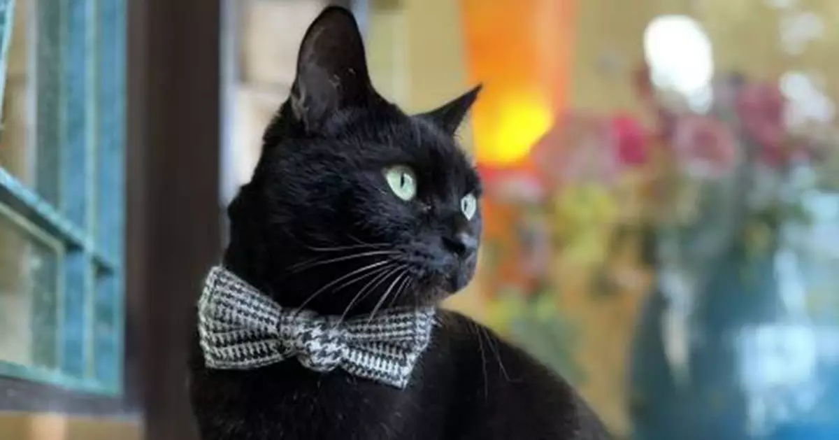 廣島美術館傳奇黑貓Ken醬離世 曾創7萬觀展紀錄 館方擬辦追悼特展