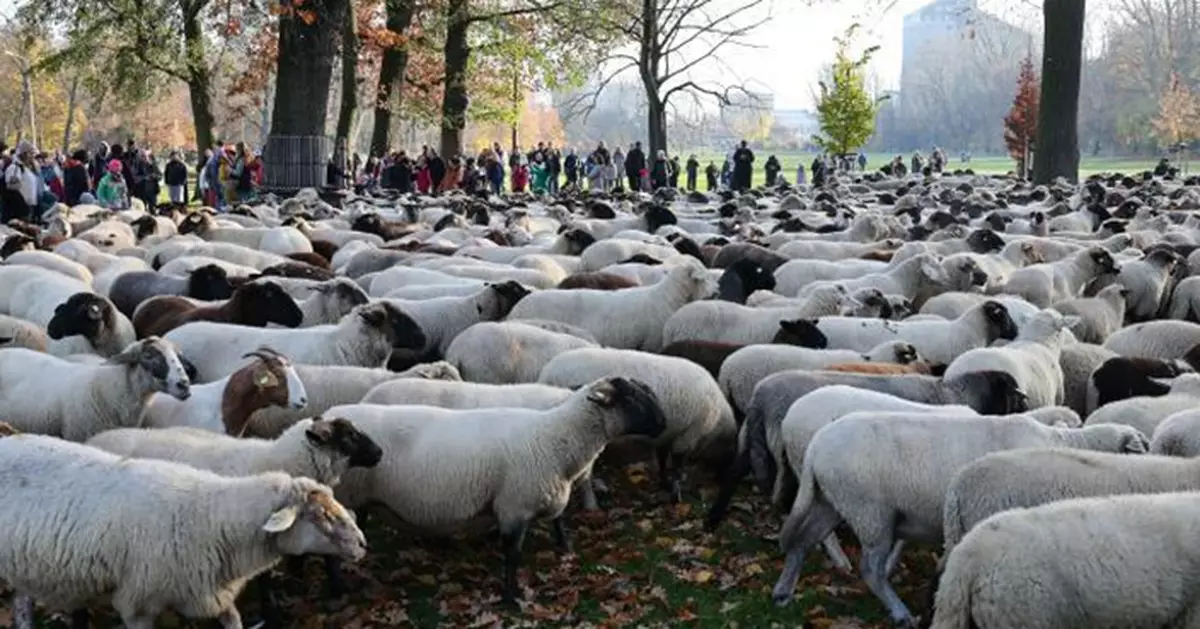 600綿羊大軍逛大街！德國紐倫堡上演都市牧羊記 民眾自動讓道成暖心風景