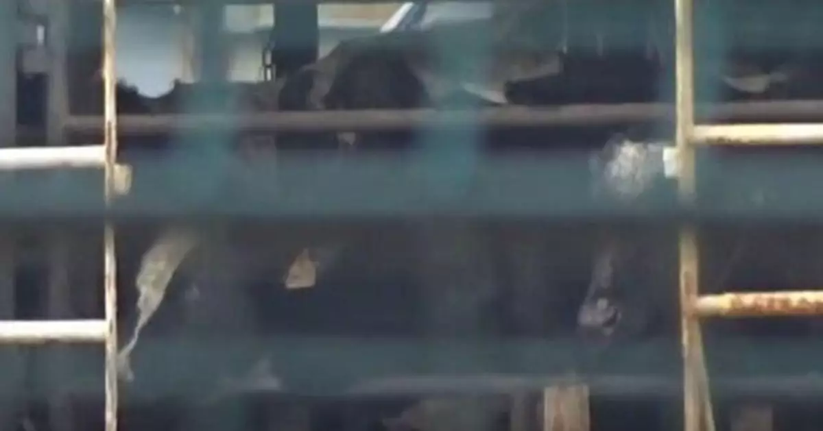 海上畜獄58天！2901頭牛與糞屍共處 土耳其拒靠港釀人道危機