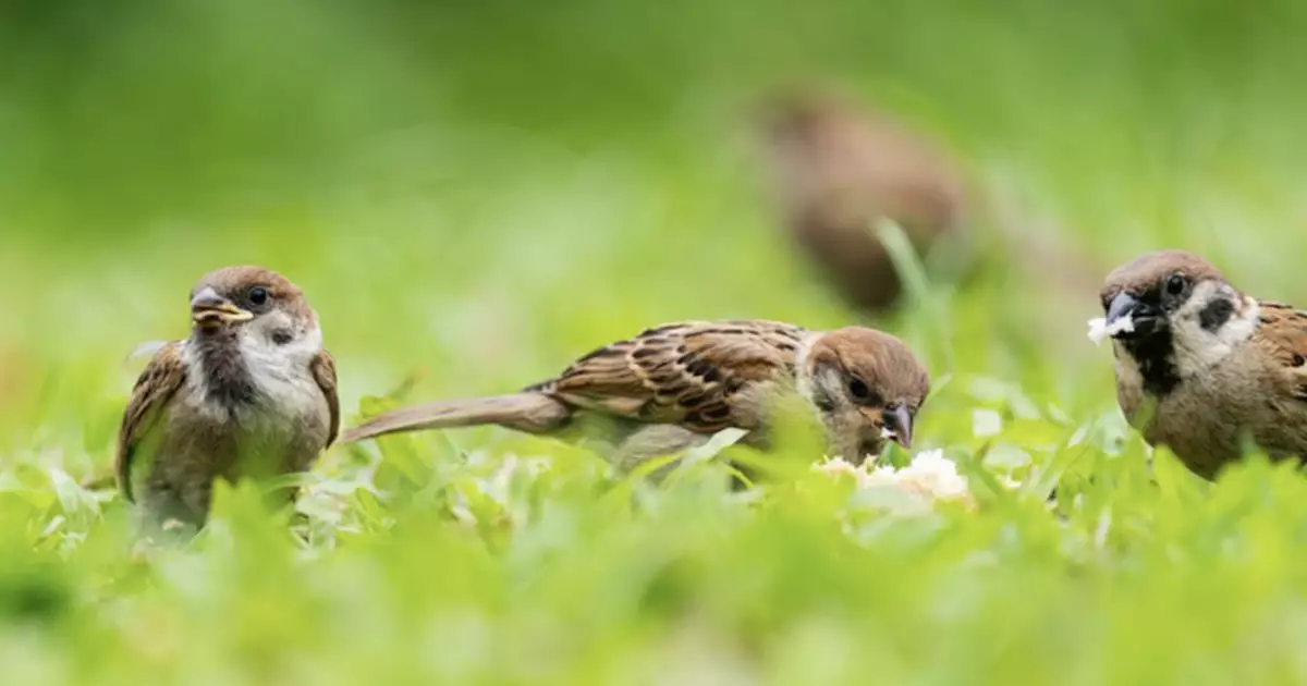 觀鳥會公布全港麻雀普查 市區料有逾22萬隻元朗區密度最高