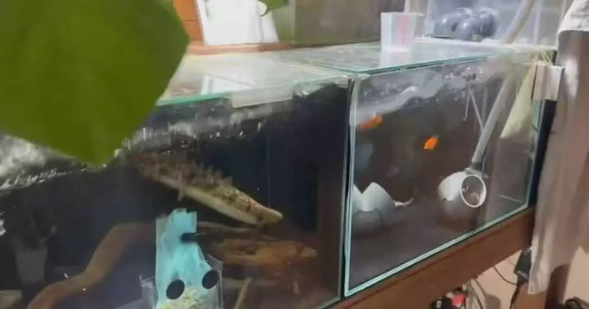 傳說鯰魚能預測地震？日人PO片揭牠強震中淡定入睡打破傳聞