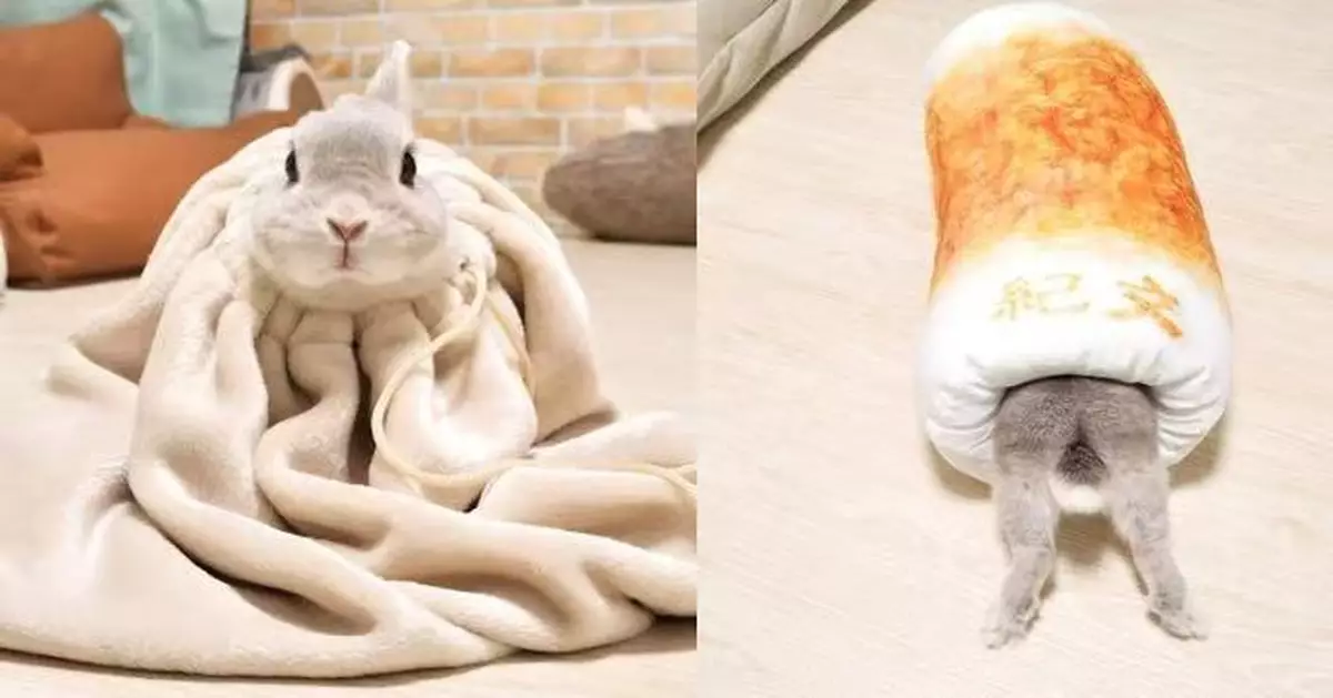 鑽入竹輪軟墊僅露出頭腳 可愛兔仔「過冬模式」萌翻網民