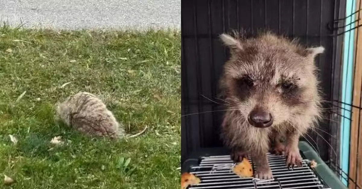 美民宅現重病浣熊求救遭誤會「會呼吸石頭」 滿身疥癬險被暴雪奪命