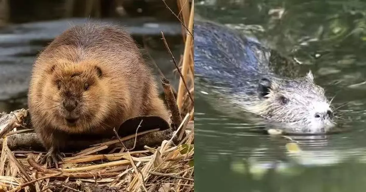 捷克水壩工程擱置7年 8隻河狸48小時神速完成為政府慳千萬預算