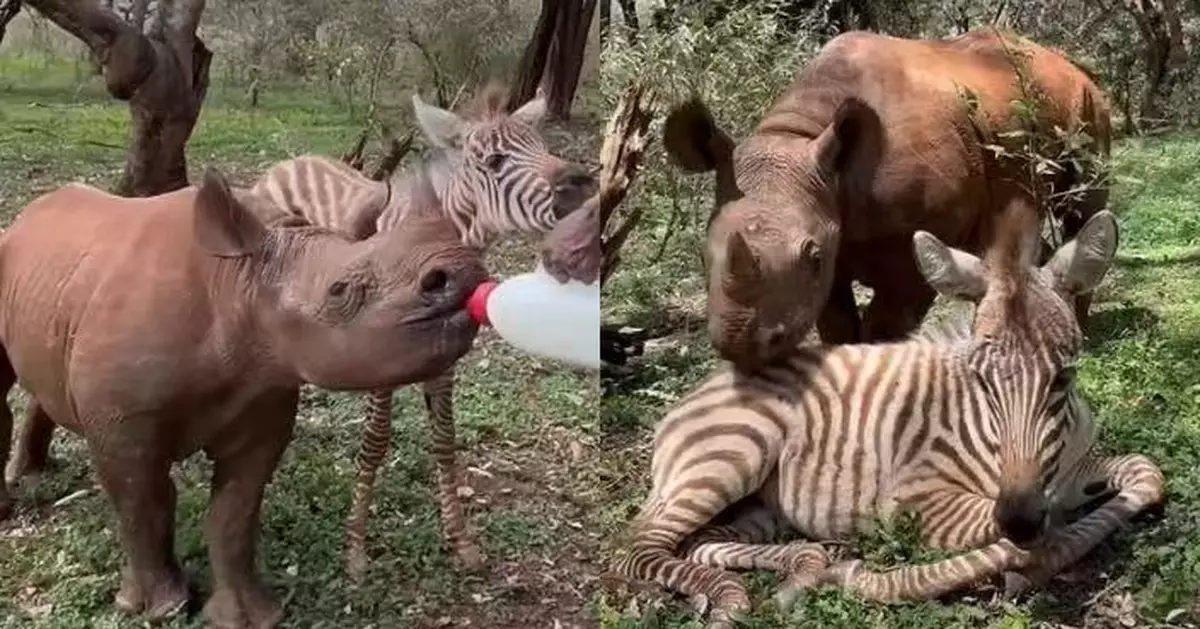 同遭遇喪母相依為命 肯雅保育中心犀牛與斑馬BB互相陪伴成彼此「最溫暖朋友」