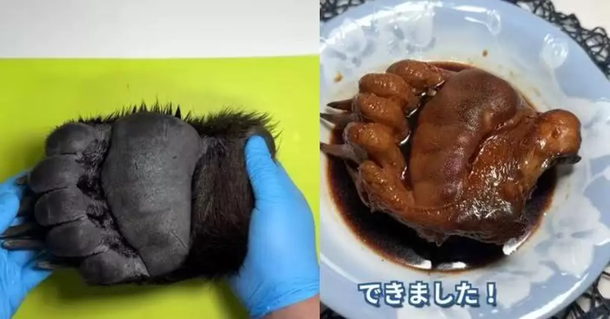 熊害頻傳熊屍點處理？日男拍片示範煮「紅燒熊掌」掀熱議