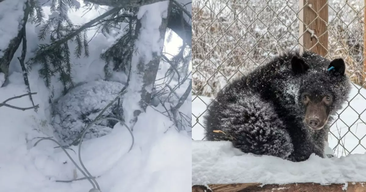 零下34度街頭徘徊 受寒小熊加拿大體力不支倒地獲熱心市民聯同義工及時救援脫險