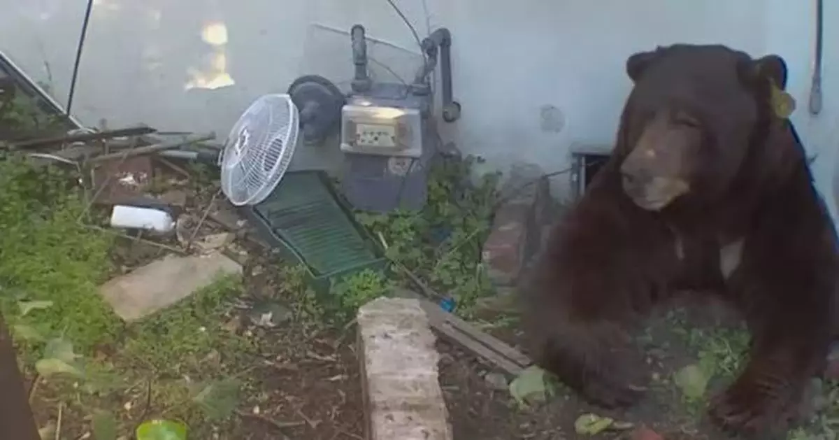 美民宅屢遭破壞 業主安監控驚揭「200公斤黑熊」施軟骨功潛入地下室