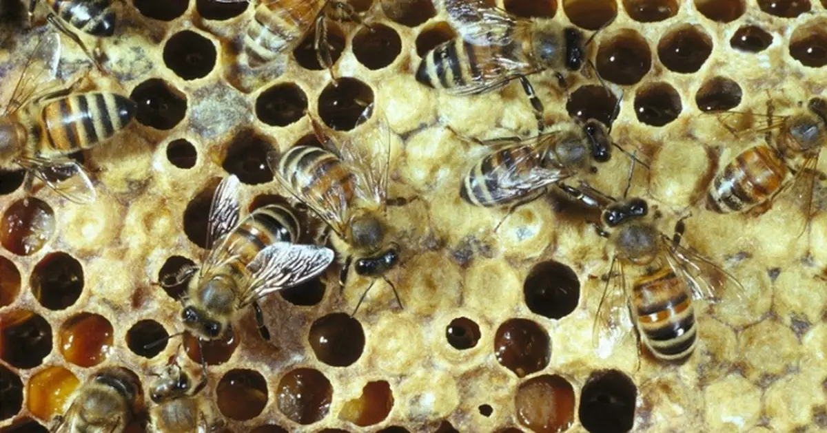 泰學生獲老師指示燒蜂巢遇爆炸 全身逾5成燒傷 校方拒負責惹眾怒