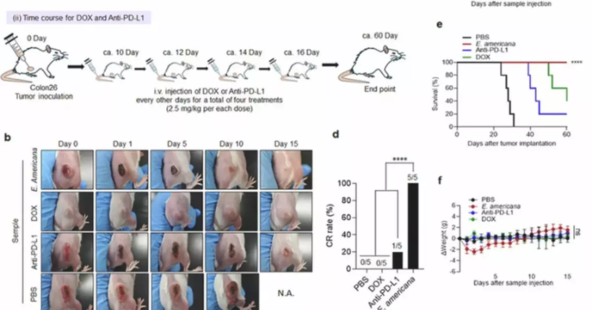 日研究團隊發現新型抗癌細菌 單次治療令腫瘤完全消退勝現有療法